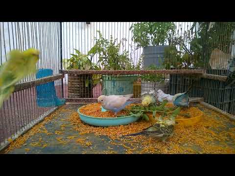 Budgie Bliss The Ultimate Guide to Your Feathered Friends! 🥰💚💛✨