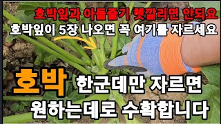 호박 원하는대로 수확하려면 잎이 5장 나오면 꼭 여기 자르세요! #호박순지르기 #호박곁순제거 #호박많이열리게…