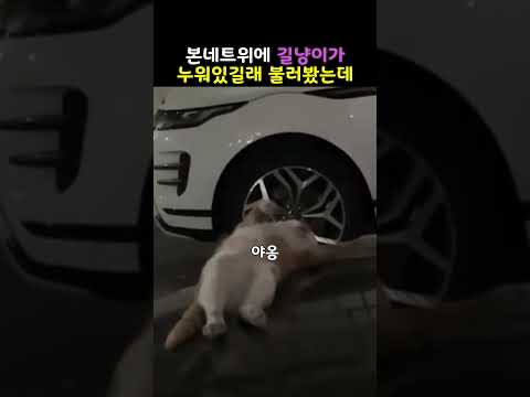길냥이가 누워있길래 불러봤는데  #고양이 #cat