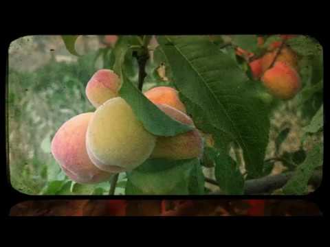 Adam Zagajewski: Spróbuj opiewać okaleczony świat. Wideopoezja.