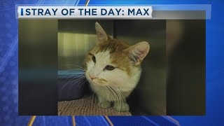 Stray of the Day: Max
