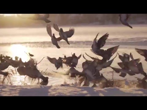 Jonas V - Guder som oss