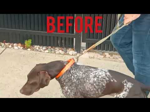 K9 Craftsman. Police-Trained. Breed Specific. One-Session Fixes. video.
