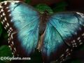 3+2 - Butterflies (Belarus) with Lyrics | ESC 2010 ...