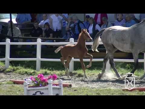 NF317 Stutfohlen von Casall - Quidam de Revel - Contender