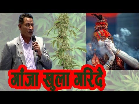 गाँजामाथिको प्रतिबन्ध हटाउन सुरु, यस्तो छ सरकारको तयारी !