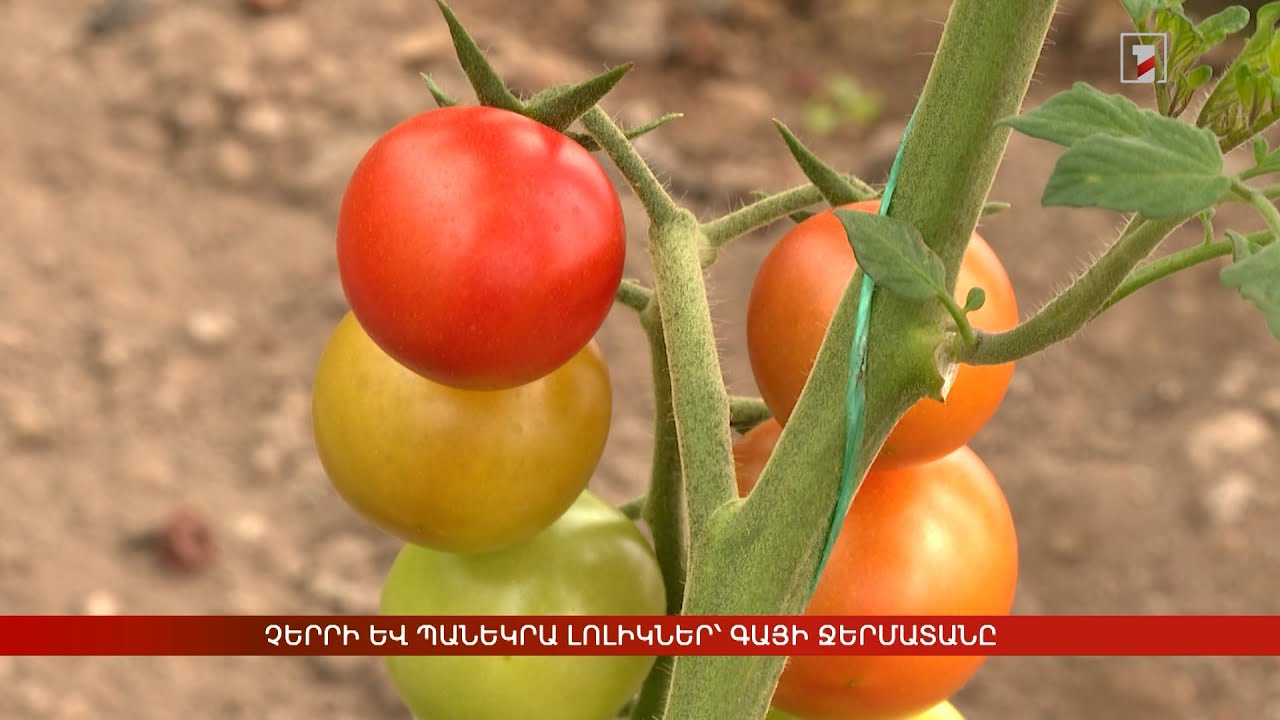 Չերրի և Պանեկրա լոլիկներ՝ Գայի ջերմատանը