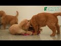 Golden Retriever dogs for sale: Walnut - Video 1