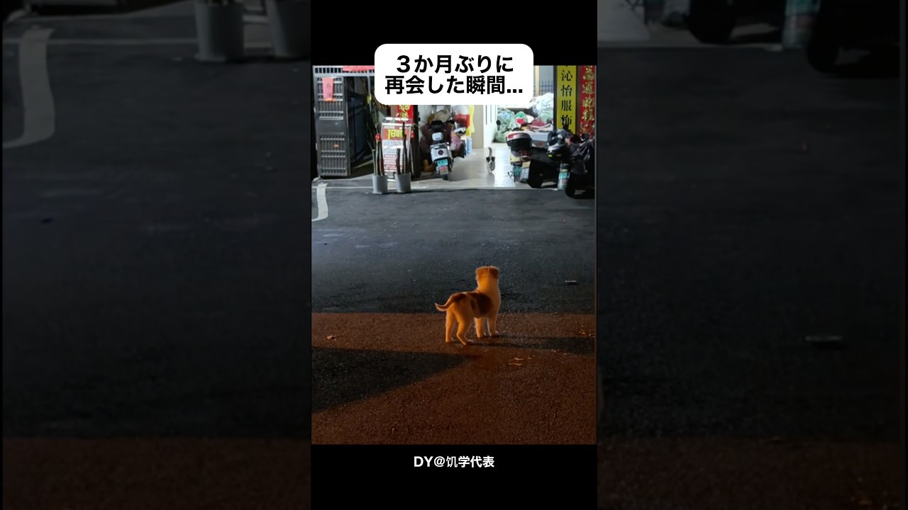 【犬友】引っ越し後初の再会