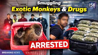 Men Arrested in International Smuggling of Exotic Monkeys and Drugs