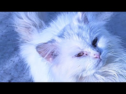 Mamta ki cats ki routine one2kafour