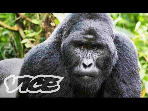 最後のシルバーバックマウンテンゴリラ (The Last Silverback Mountain Gorillas)