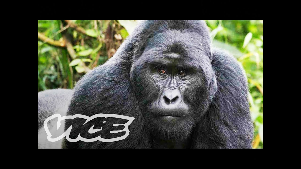 The Last Silverback Mountain Gorillas