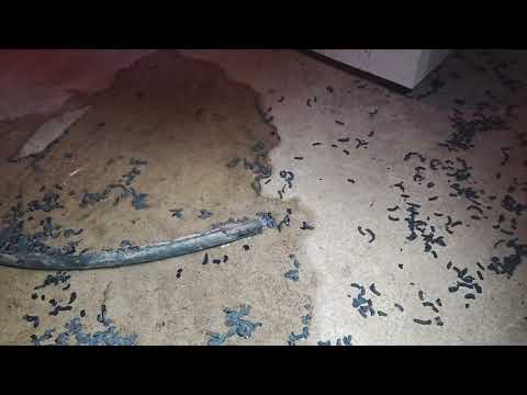 Rats Ruin the Dehumidifier in Pennington, NJ