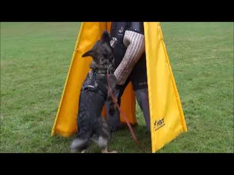 Chira Zde-sko Vyštěkání (září 2021)