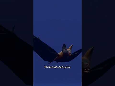 كم كمية الدم التي تمتصها الكائنات المختلفة؟ 😱