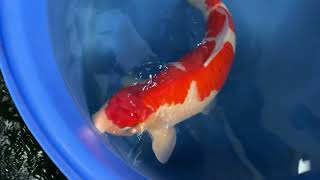 video van Kohaku 2406009