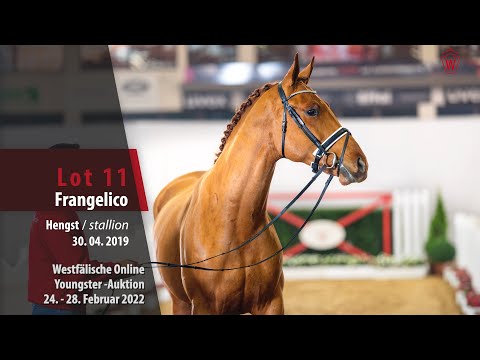 Online Youngster-Auktion Lot 11 Frangelico Hengst v. Fürst Samarant - Destano Schnitt