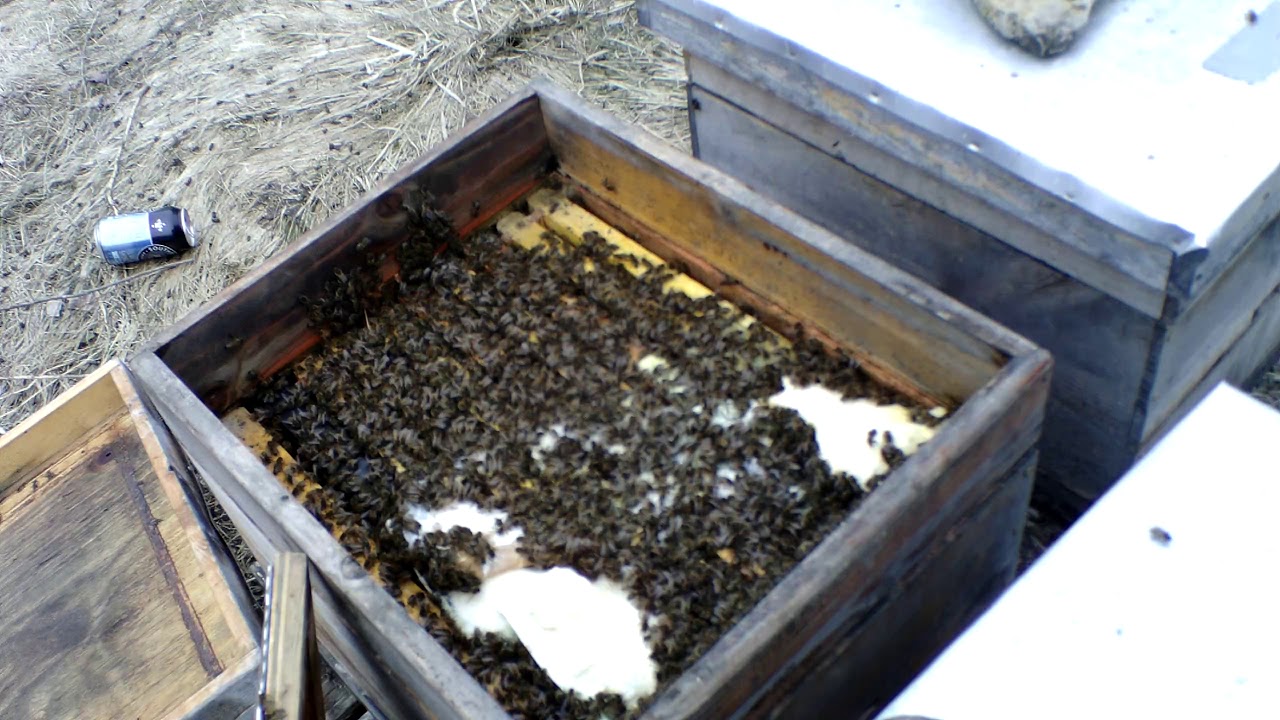 Checking Pollen Patties after a rough St. Patty's!!  3-18-20