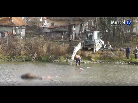 Jurnal  MUSCEL TV 15.12.2021 Cal mort, aruncat pe Râul Târgului