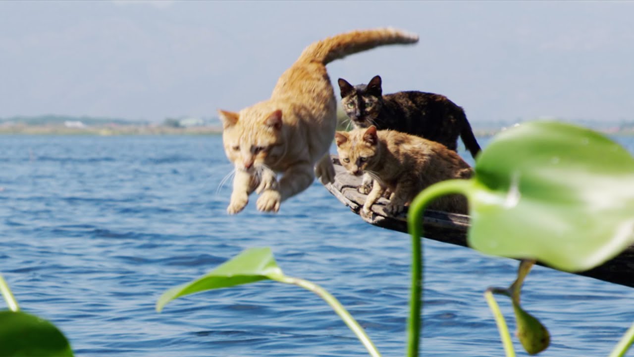 動画 猫の水泳教室 子猫に泳ぎの手本見せる母 華麗なダイブ見せる父も 映画 劇場版 岩合光昭の世界ネコ歩き あるがままに 水と大地のネコ家族 Maidigitv マイデジtv 動画 猫の水泳教室 子猫に泳ぎの手本見せる母 華麗なダイブ見せる父も 映画 劇場版 岩合光昭の世界ネコ歩き あるがままに 水と大地のネコ家族 Maidigitv マイデジtv