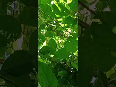 Caminhada no mato- 1 Riacho de Santana RN