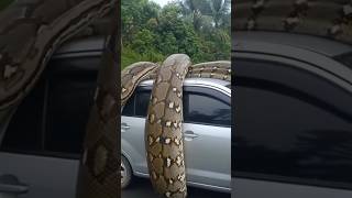 Download lagu MOBIL INI DILILIT SAMA ULAR PITON!😱 #shortvideo #animals #ularbesar #ular #python #shorts mp3 Download lagu MOBIL INI DILILIT SAMA ULAR PITON!😱 #shortvideo #animals #ularbesar #ular #python #shorts mp3