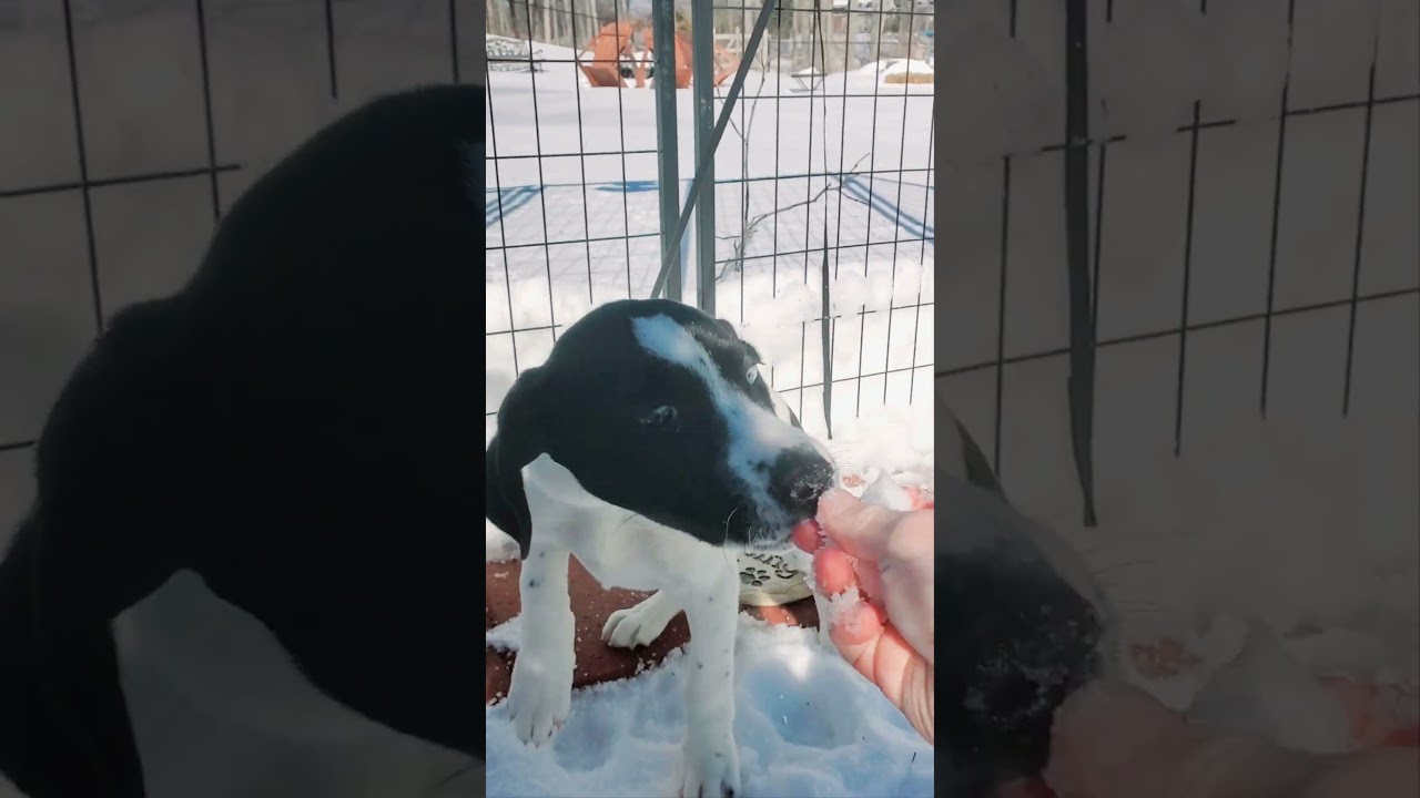 Enlarge Chip, a Adoptable mixed breed in Blairstown, NJ video 5/5