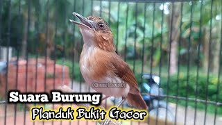 Download lagu SUARA KHAS BURUNG PELANDUK BUKIT GACOR mp3