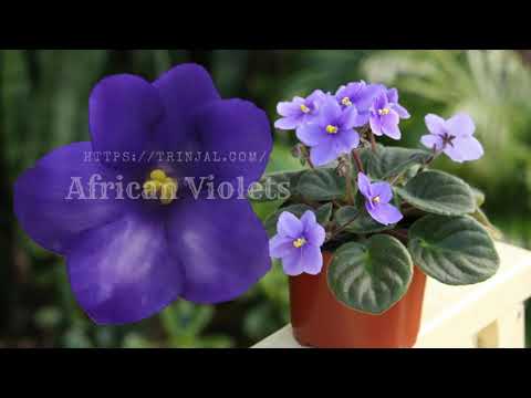 , title : 'Beautiful African Violets | Garden Love | African Violet Flower and Plant | Ultimate Guide'
