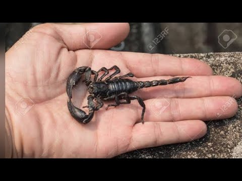 BLACK SCORPION / INDIA