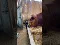 Cat Vs Cow Shorts Funnyshortvideo