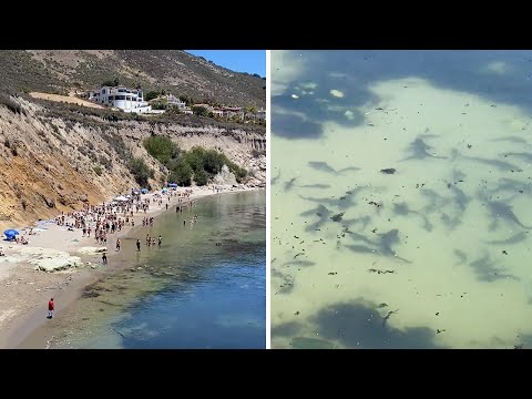 Massive amounts of sharks swim just offshore from large gathering of swimmers #shorts