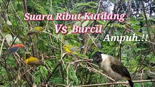 Download lagu Suara Ribut Kutilang Vs Burcil Paling Ampuh mp3