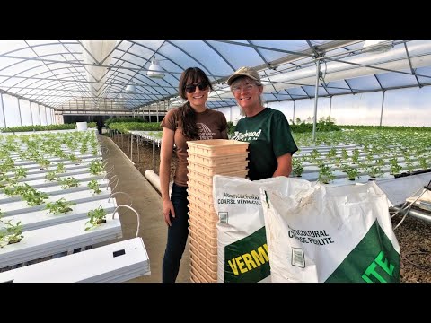 Hydroponic Bato Dutch Bucket System Setup and Planting