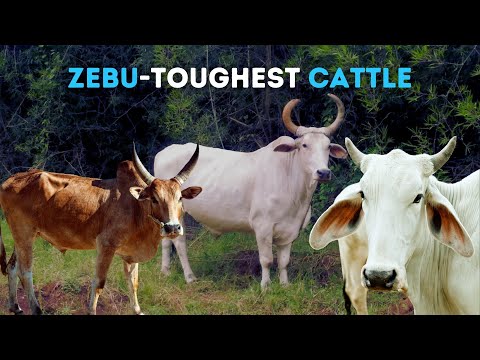 Discover the Fascinating World of Zebu Cattle