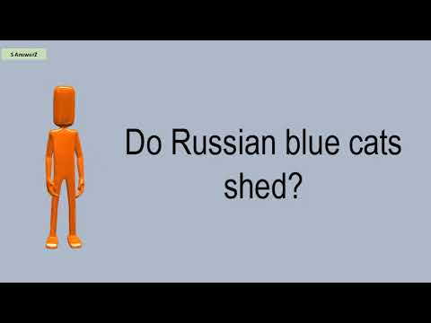 Do Russian Blue Cats Shed?