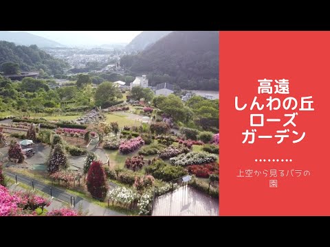 【いなのいろ#1】バラ園ドローン映像　高遠「しんわの丘ローズガーデン」～長野県伊那市高遠町～