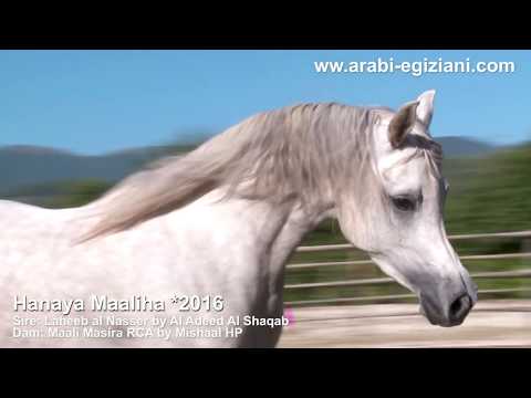 Hanaya Maaliha *2016