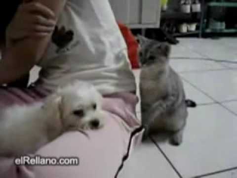Funny Cat and Dog Play Fighting