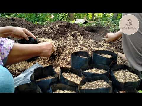 Replanting Portulaca - Krokot  Pesanan Reseller 😆😆 by Oma Krokot