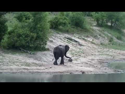 Djuma: Elephants get quick drink at the dam - 18:04 - 11/11/2022