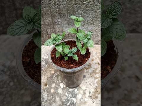 , title : 'How to grow mint from cutting at home | Propagate mint plant at home #shorts #youtubeshorts'