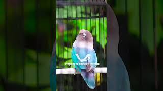 Download lagu Lovebird Ngekek Panjang! Joss mp3