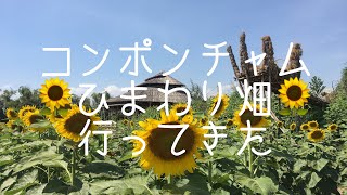 コンポンチャムのひまわり畑に行ってきた!