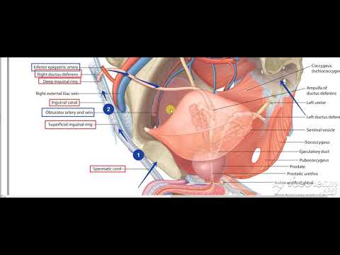 Male reproductive system