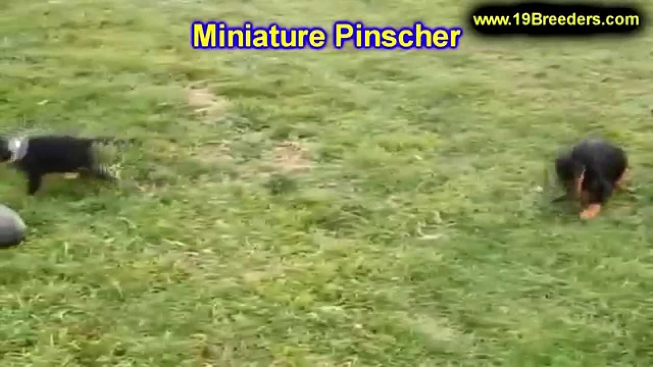 Miniature Pinscher, Puppies, For, Sale, In,Omaha ,Nebraska, NE,Lincoln, Bellevue, Grand Island