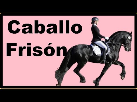 , title : '¿Es apto para la doma clásica el caballo frisón? Es un caballo de tiro o de silla?'