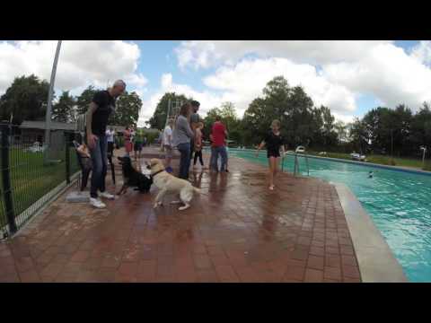 Hundeschwimmen in Steinfeld