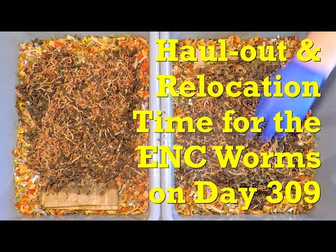 Haul-out & relocation of ENC worms after 3 weeks of horizontal migration - vermicompost